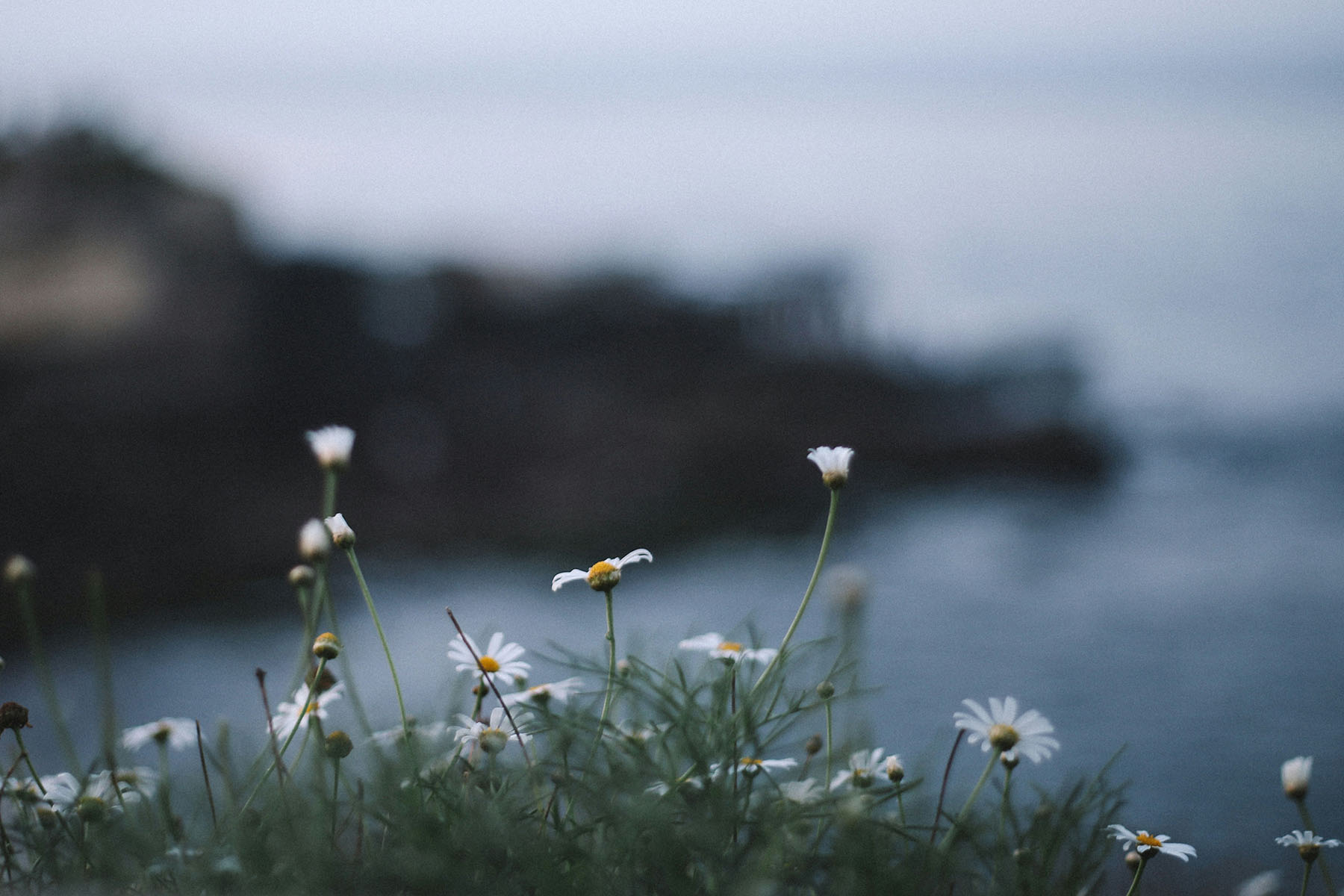 Hoa dại ven biển được chụp với độ sâu trường ảnh nông và hậu cảnh mờ